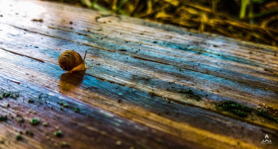 Free Image of Snail on wet wooden surface in natural outdoor setting 