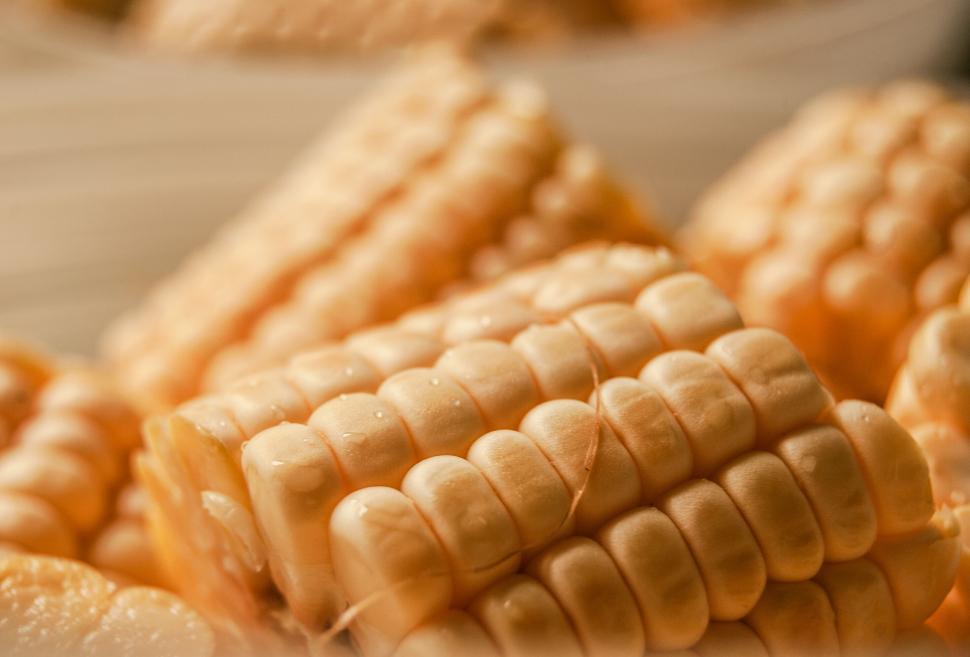 Free Image of Close-up of fresh corn cobs with water droplets on surface 