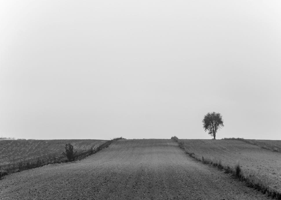 Free Image of Lone tree stands in a barren field under cloudy skies 
