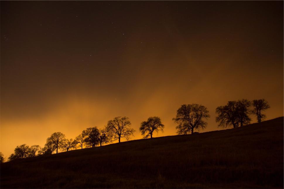Free Image of A line of trees silhouetted against orange night sky 