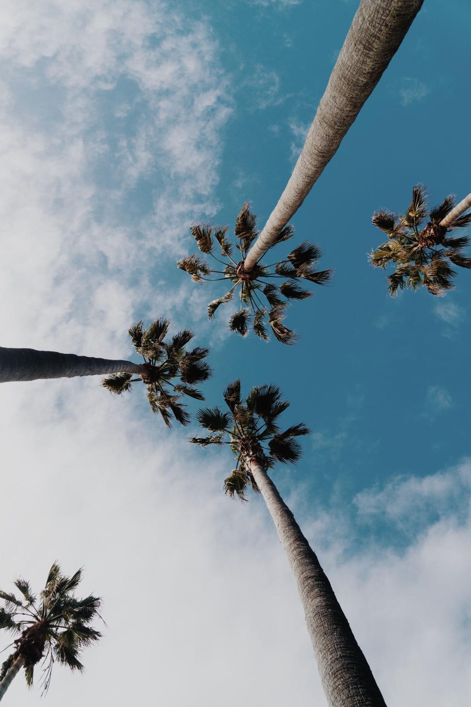 Free Image of Palm trees viewed from below against a cloudy sky. 
