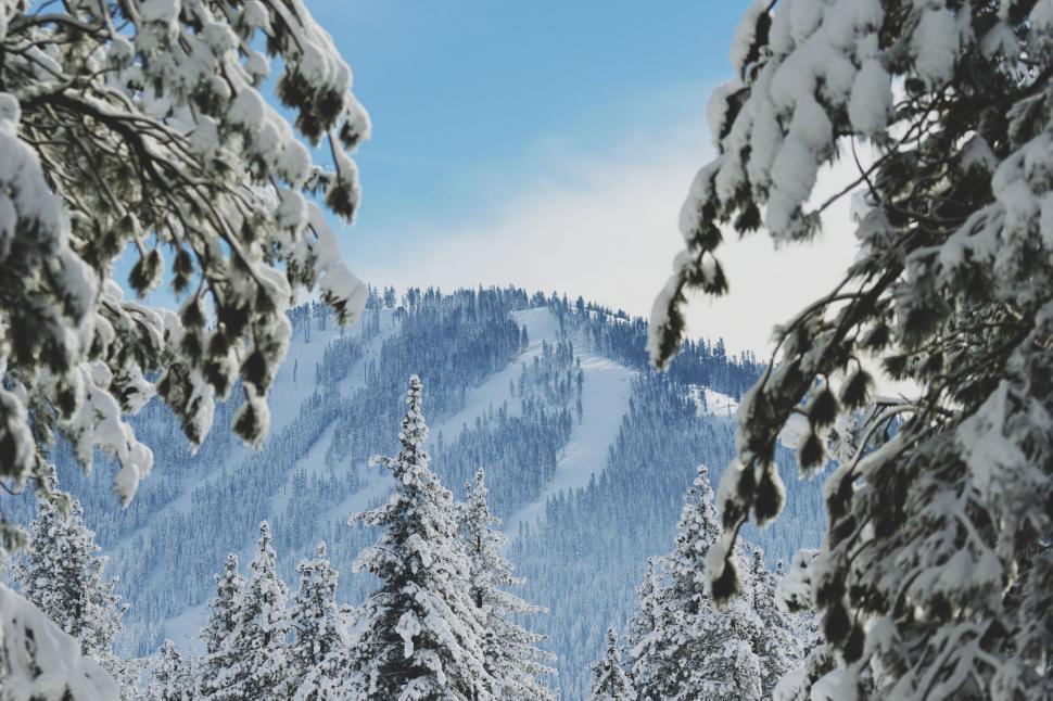 Free Image of Snowy mountain with evergreen trees in the foreground 