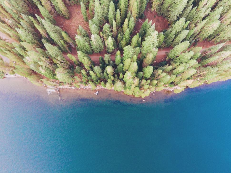 Free Image of Aerial view of lake shoreline with dense forest trees 