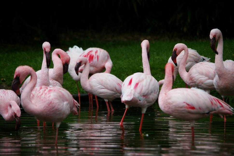Free Image of Group of Pink Flamingos Standing in Water 