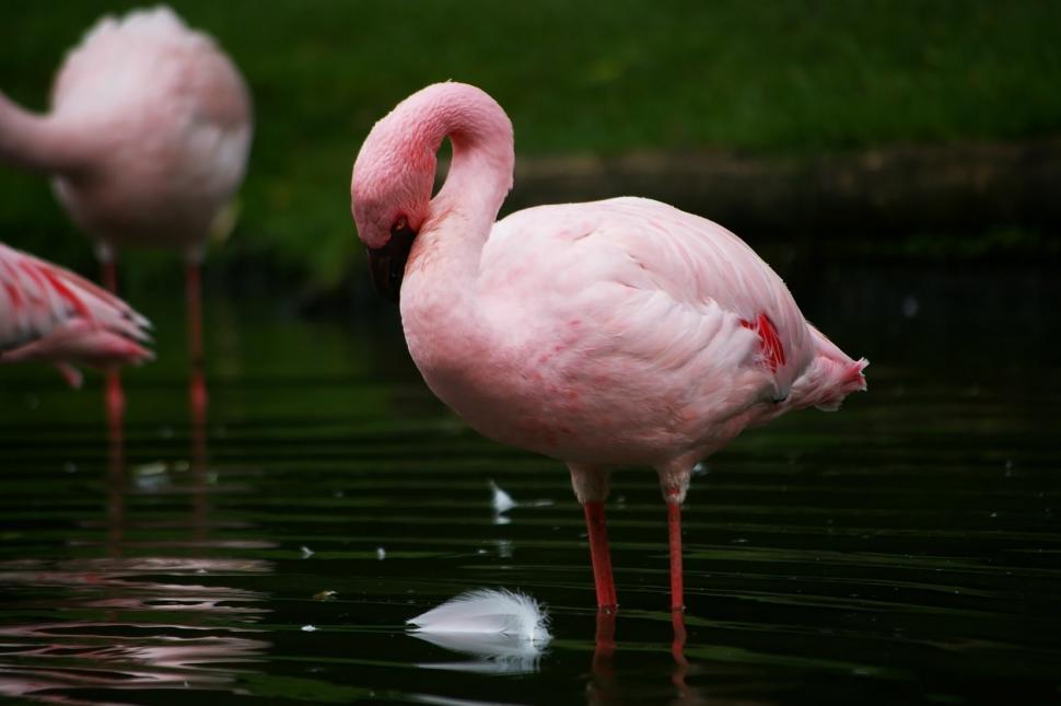 Free Image of A Group of Pink Flamingos Standing in the Water 