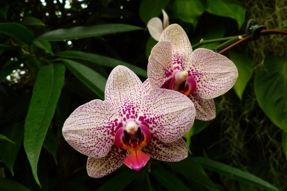 Free Image of Spotted Pink Moth Orchid Flowers 