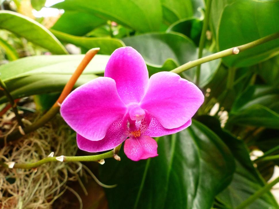 Free Image of Single Moth Orchid Pink Flower 