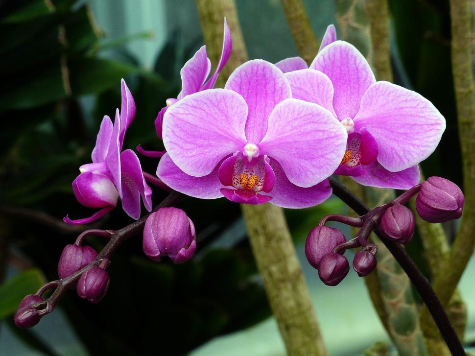 Free Image of Moth Orchid Pink Phalaenopsis Flowers 