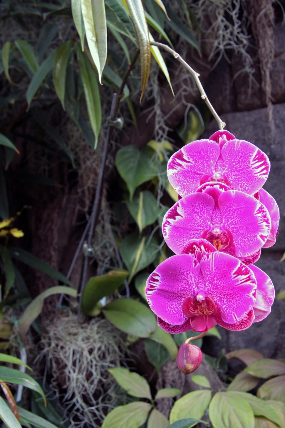 Free Image of Hybrid Moth Orchid Pink Flowers  