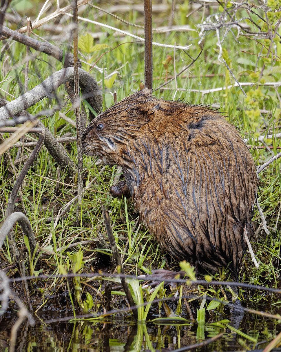 Free Image of Muskrat 