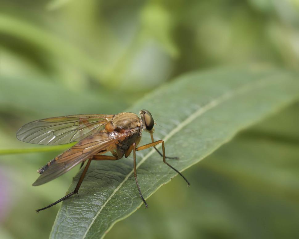 Free Image of Snipe fly 
