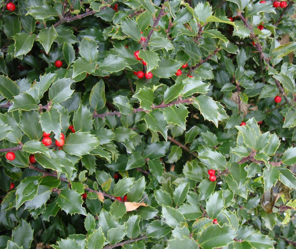 Free Image of bush with red berries 