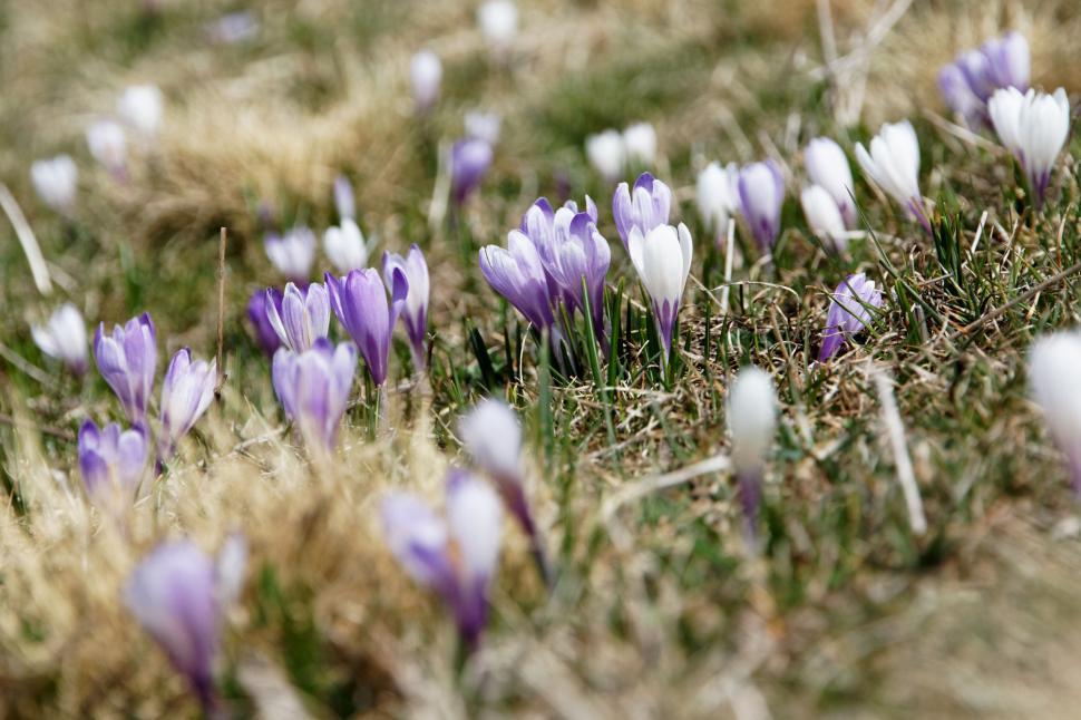Free Image of Purple and white crocuses bloom in grassland meadow. 