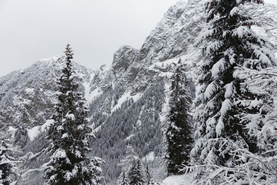 Free Image of Snow-covered forest with towering mountain backdrop. 