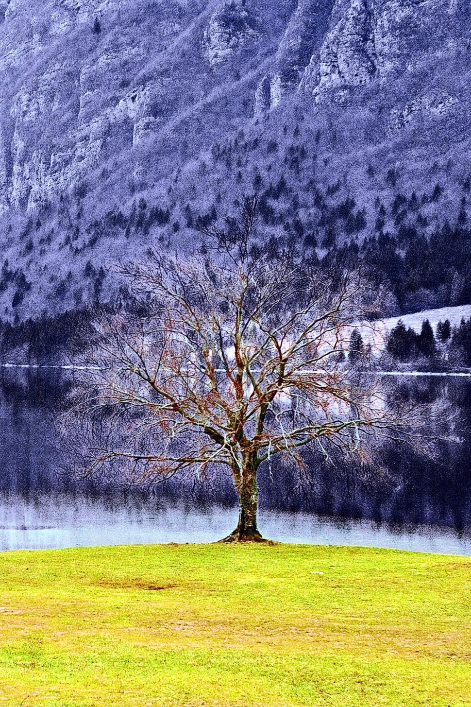 Free Image of The tree 