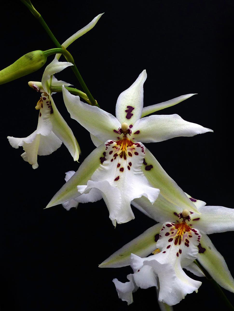 Free Image of White Spider Orchid Flowers 