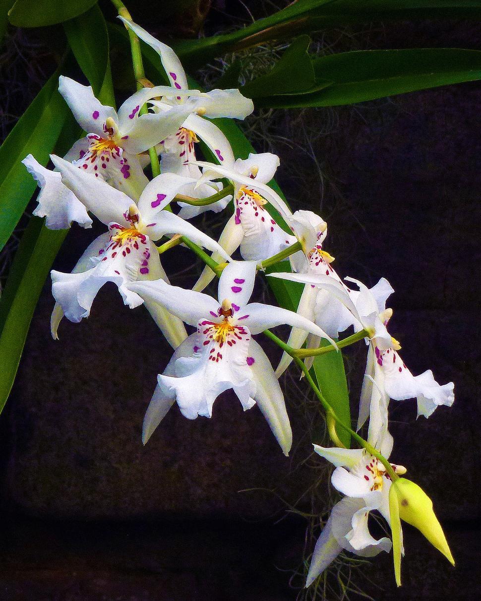 Free Image of White Brassidium Orchid Flowers 