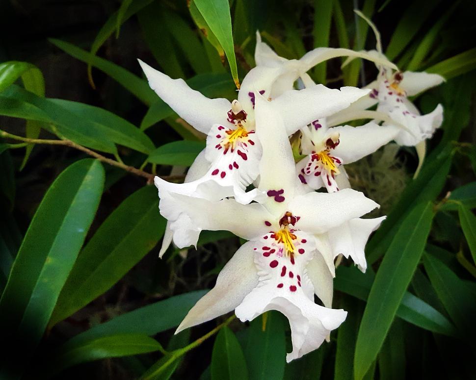 Free Image of White Spider Orchid Flowers 