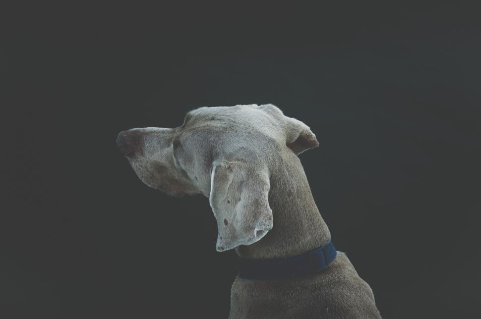 Free Image of Close-up portrait of a dog with dark blurry background 