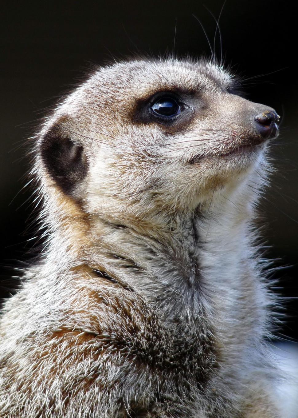 Free Image of Meerkat  