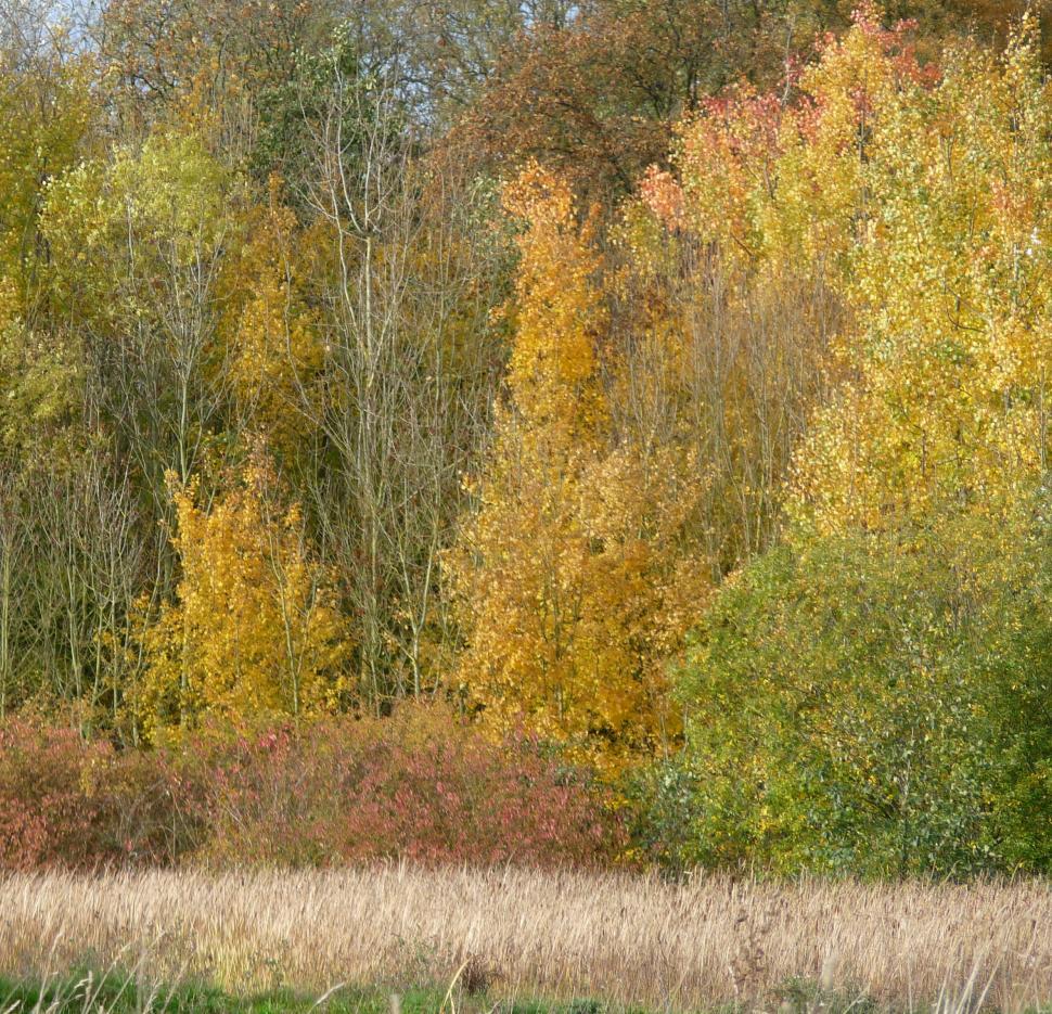 Free Image of Autumn  