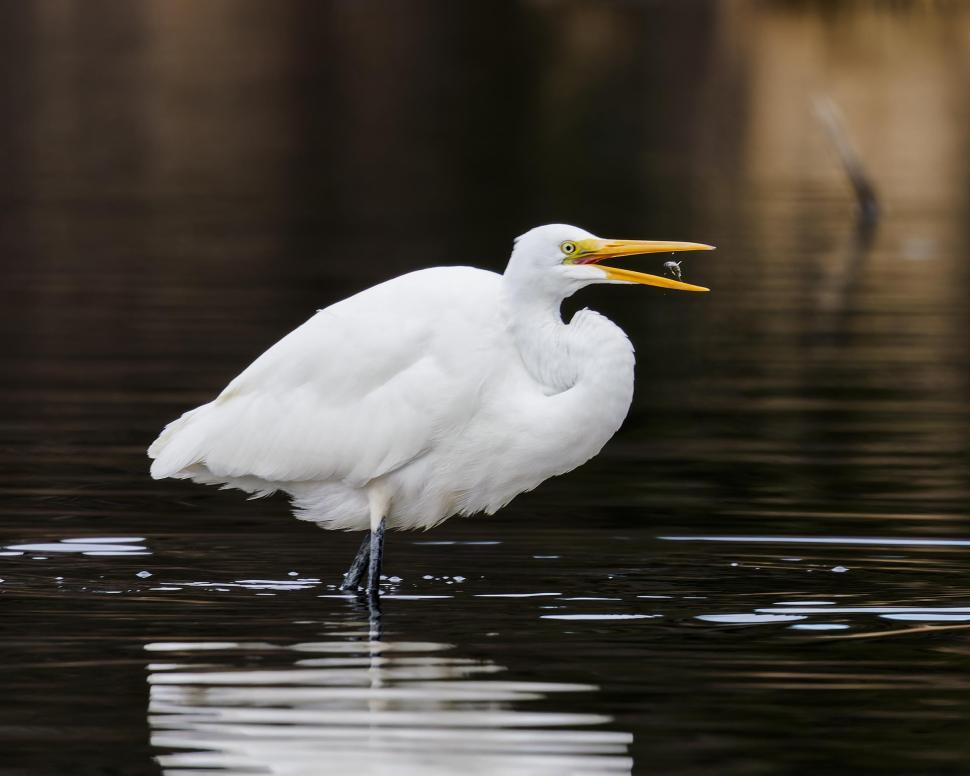 Free Image of Great Egret feeding 