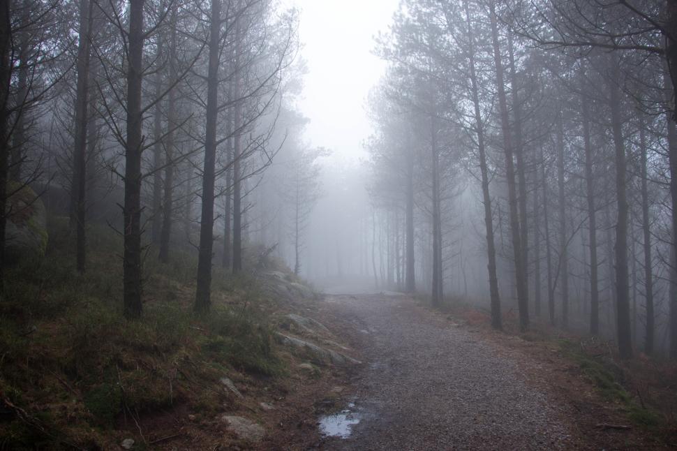 Free Image of Foggy forest path leading into the misty wilderness 