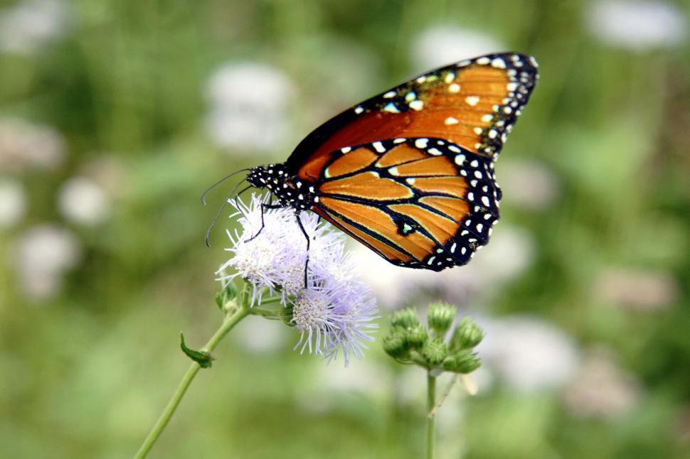 Free Image of Queen butterfly on a flower 