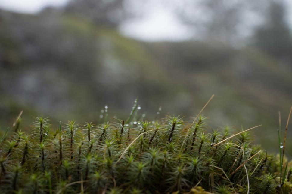 Free Image of Close-up of green moss with dew drops in a natural setting 