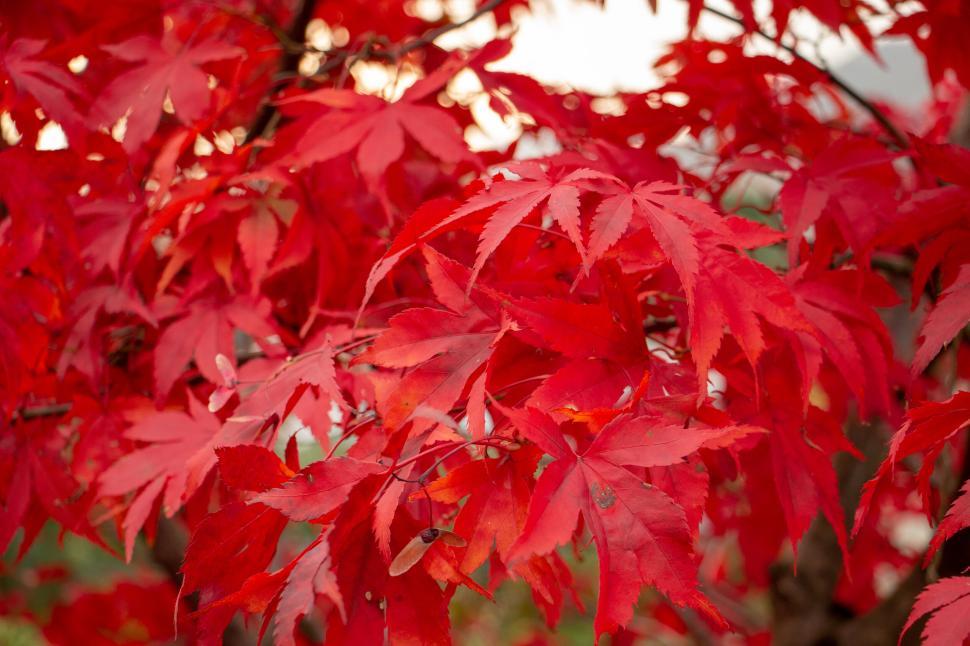 Free Image of Red maple leaves close-up in autumn showing vibrant color 