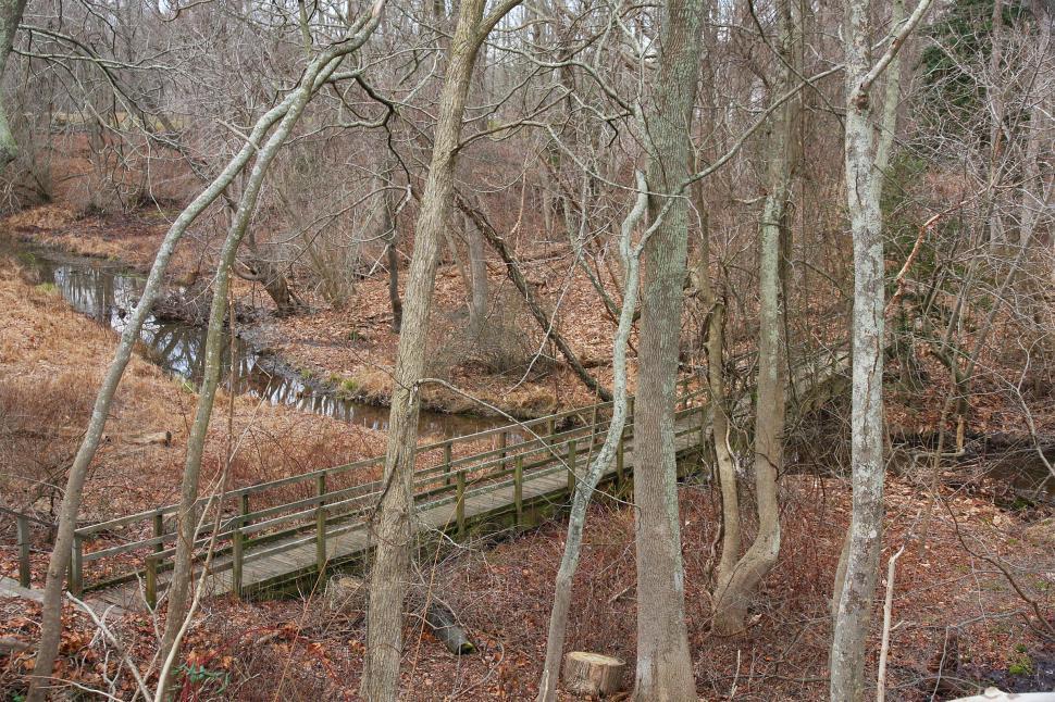 Free Image of Boardwalk Over Wetland 