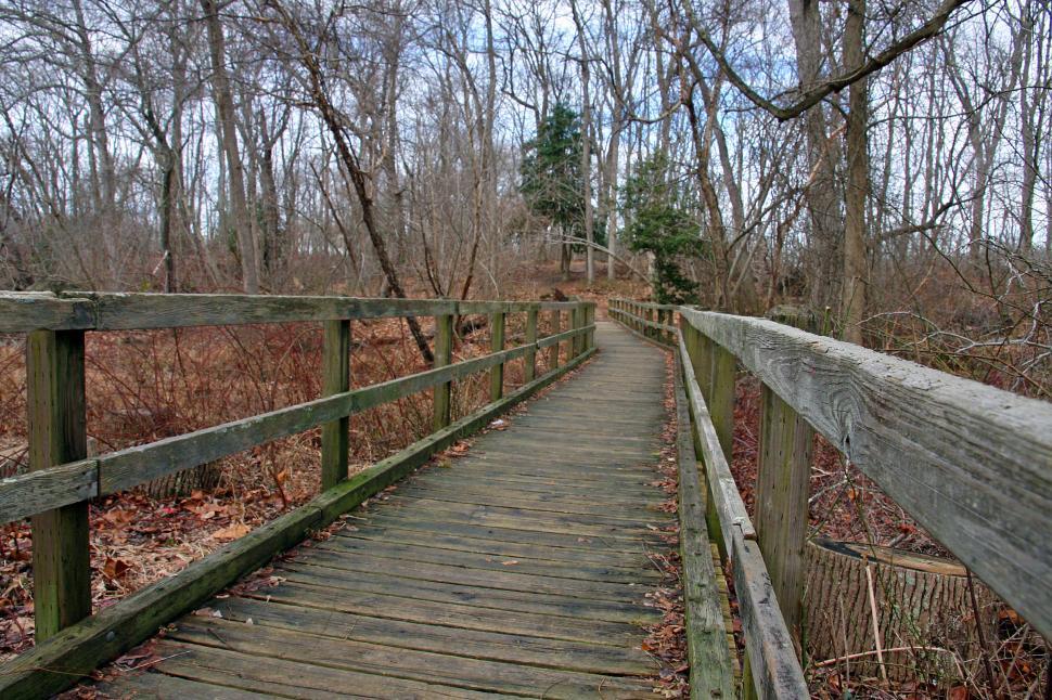 Free Image of Forest Wooden Boardwalk 