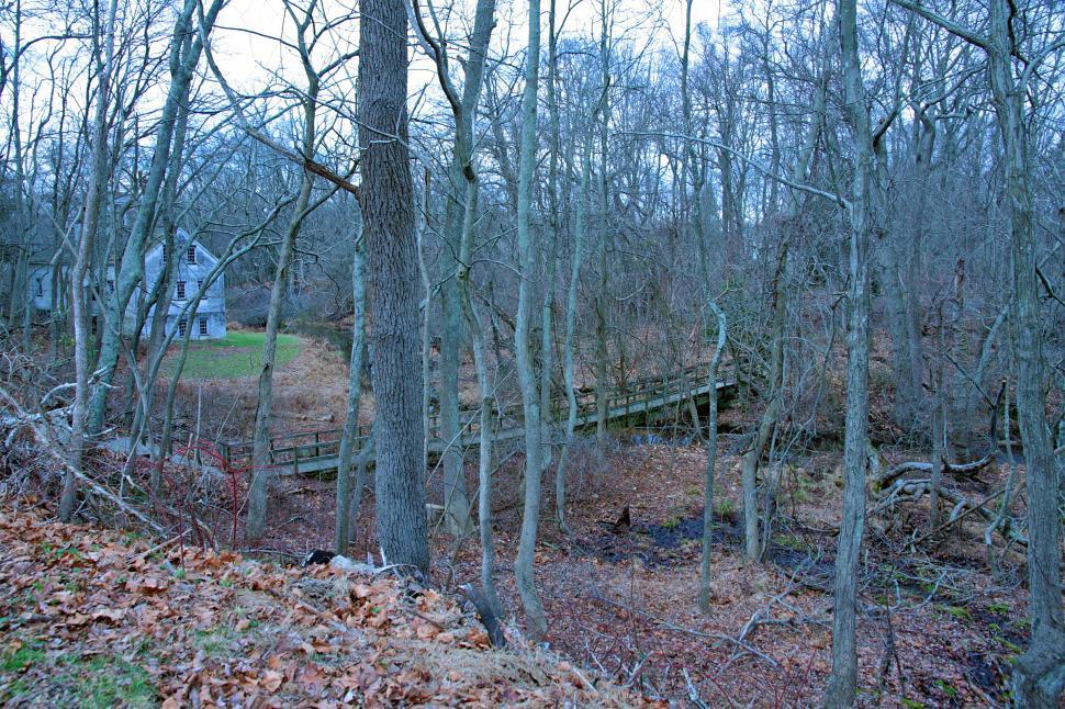 Free Image of Forest Boardwalk Over Stream 