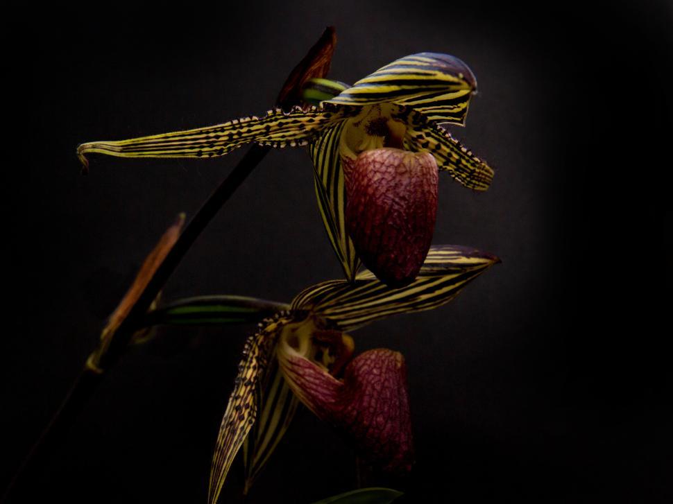 Free Image of Paphiopedilum glanduliferum Orchid Bloom 