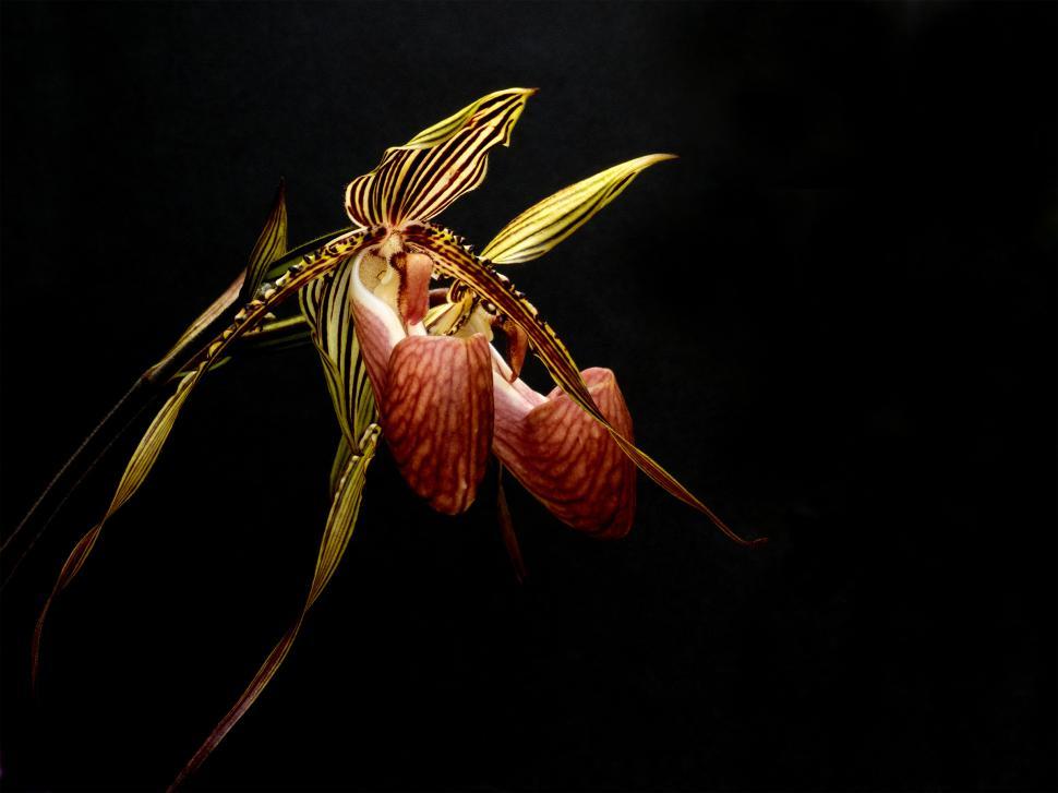 Free Image of Paphiopedilum glanduliferum Orchid Flowers 