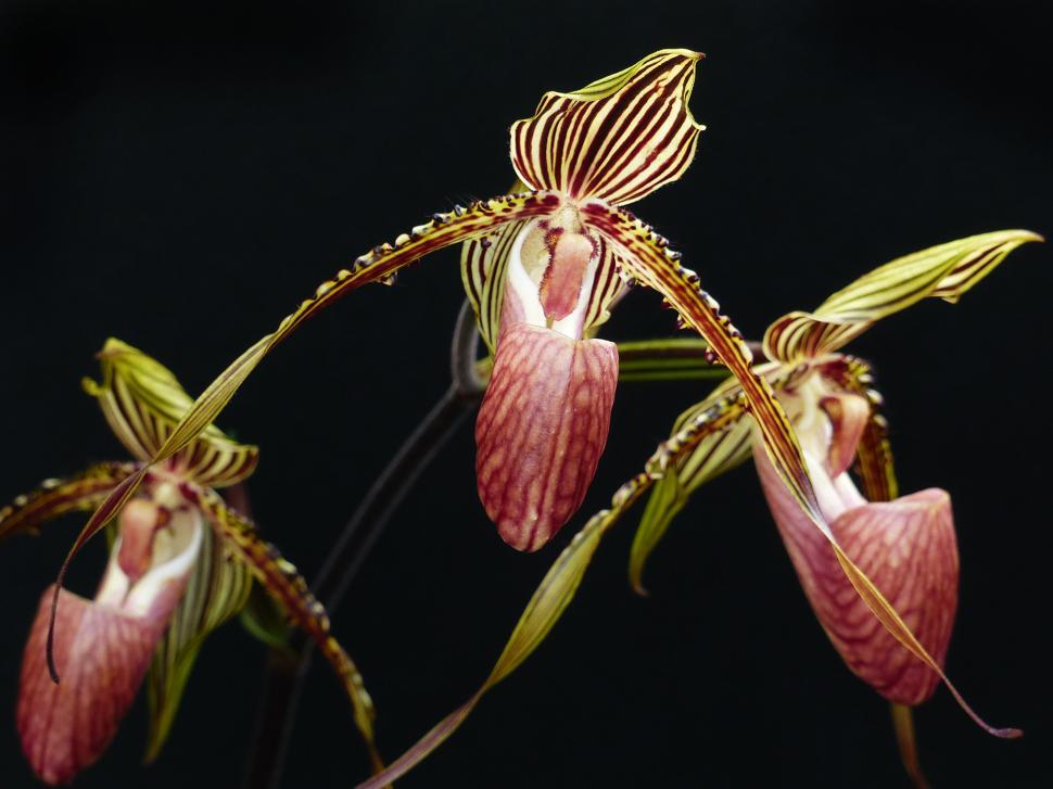 Free Image of Lady Slipper Orchids Paphiopedilum glanduliferum 