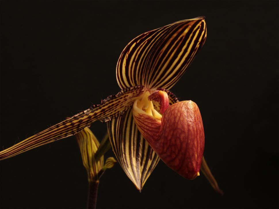 Free Image of Paphiopedilum glanduliferum Orchid Flower 