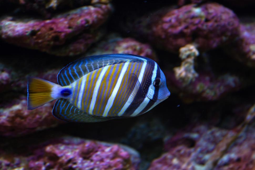 Free Image of Surgeon Fish 
