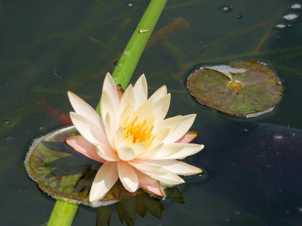 Free Image of One Water Lily Flower 