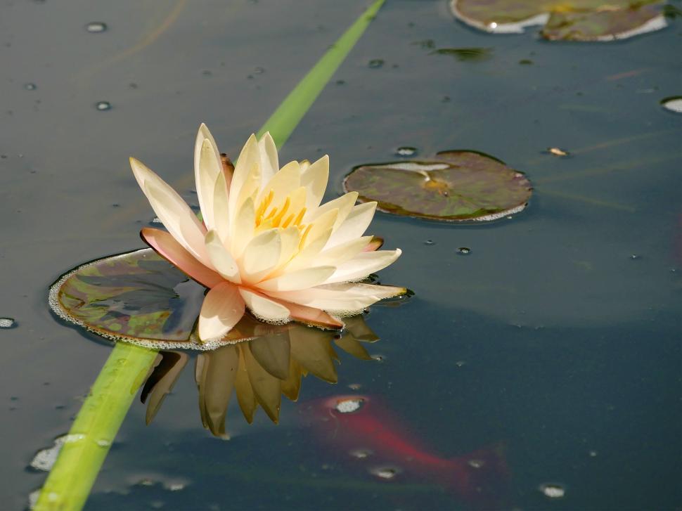 Free Image of Water Lily Flower 