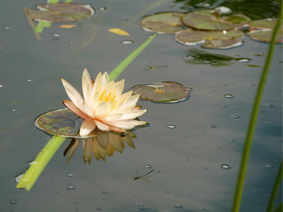 Free Image of Water Lily Flower 