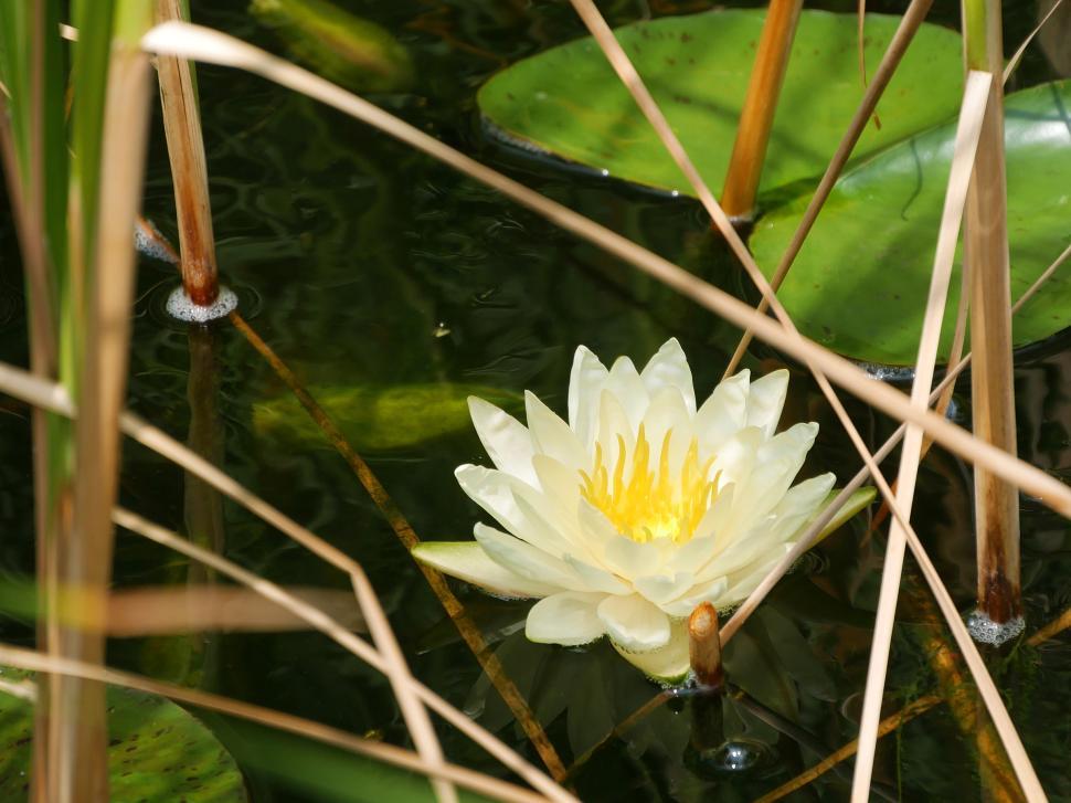 Free Image of Water Lily Flower 