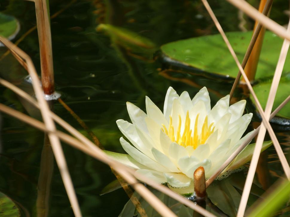 Free Image of Water Lily Flower 