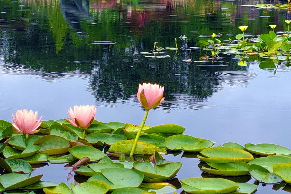 Free Image of Pink Water Lilies 