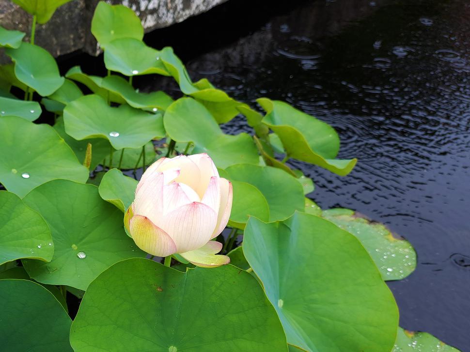 Free Image of Water Lily Flower 
