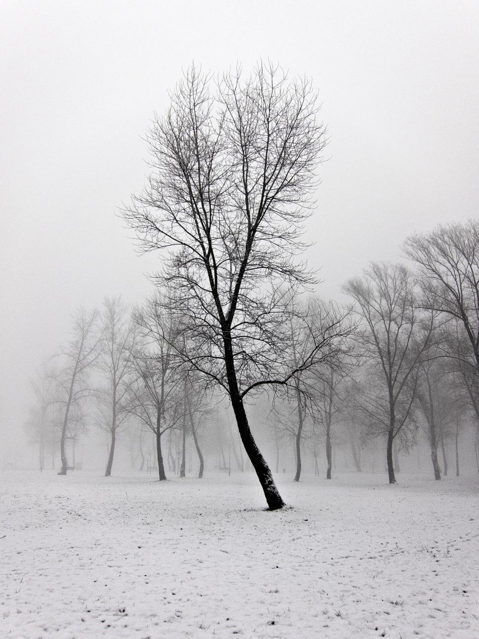 Free Image of Winter landscape 