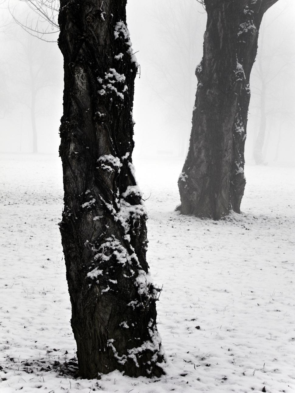 Free Image of Winter landscape 