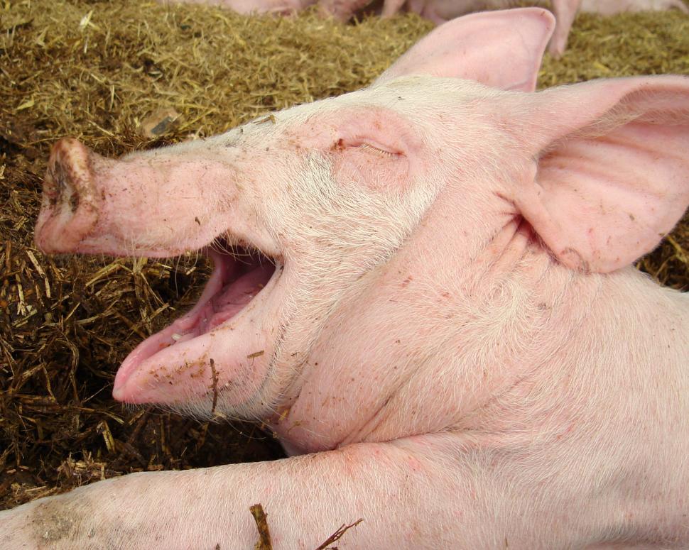 Free Image of Pig  