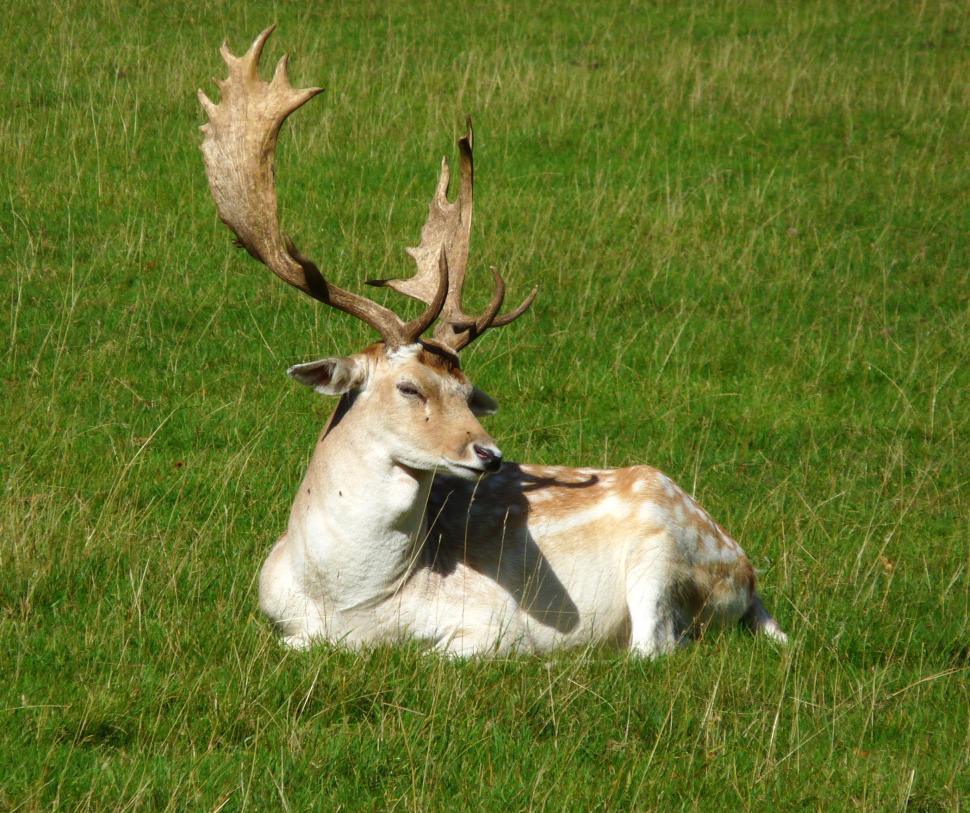 Free Image of Deer  