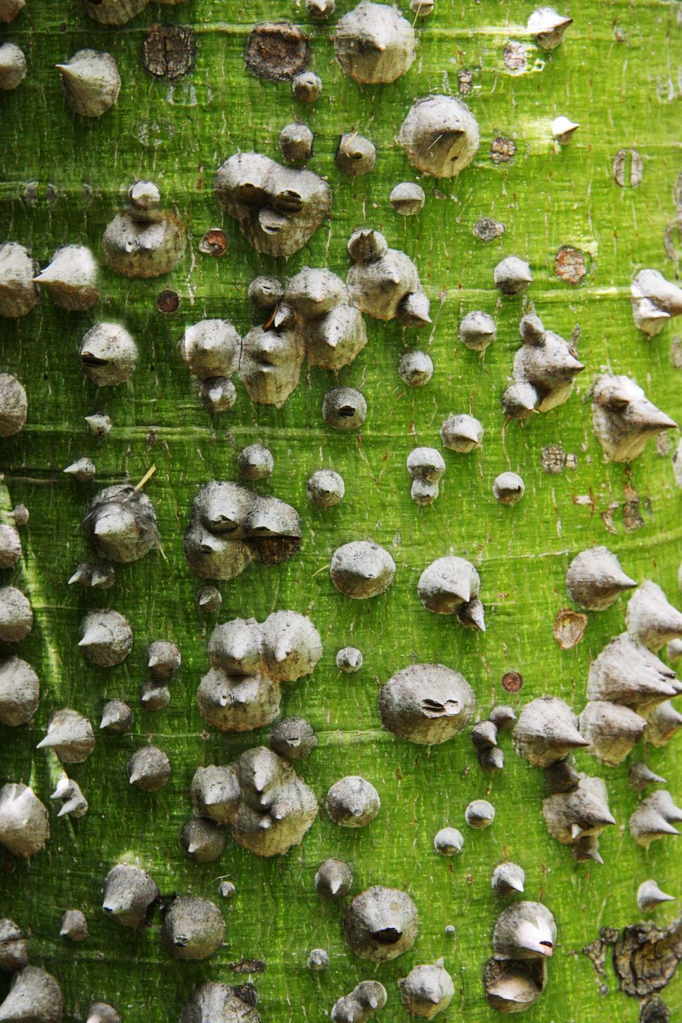 Free Image of Bombox tree trunk 